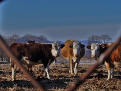 24 февраля: что старались делать во Власьев день