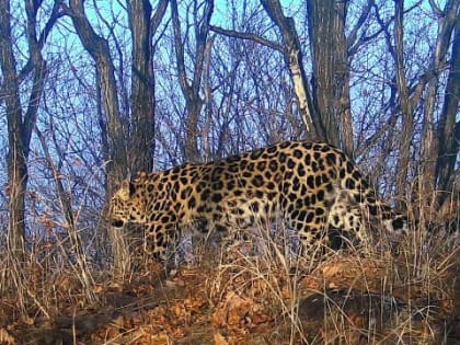 Папа Римский готов участвовать в защите дальневосточных животных
