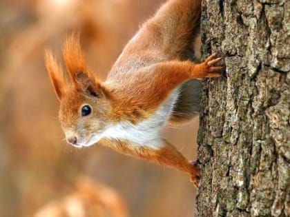 Увеличение случаев укусов животных в Омской области