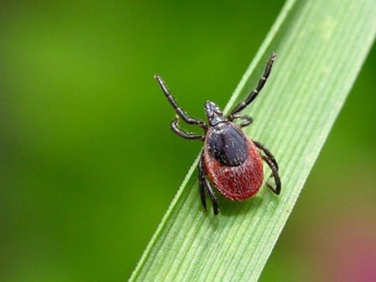 В Иркутской области резко выросло число обращений к медикам из-за укуса клещей