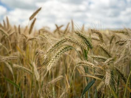День работников сельского хозяйства в Приангарье