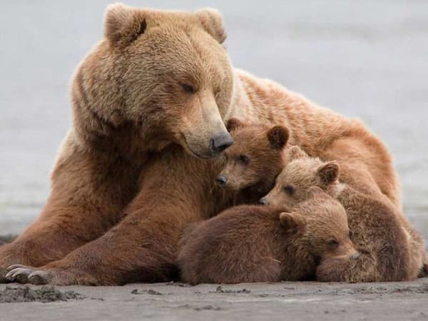 Четверых жителей Приангарья осудили за незаконную добычу медведицы с медвежатами