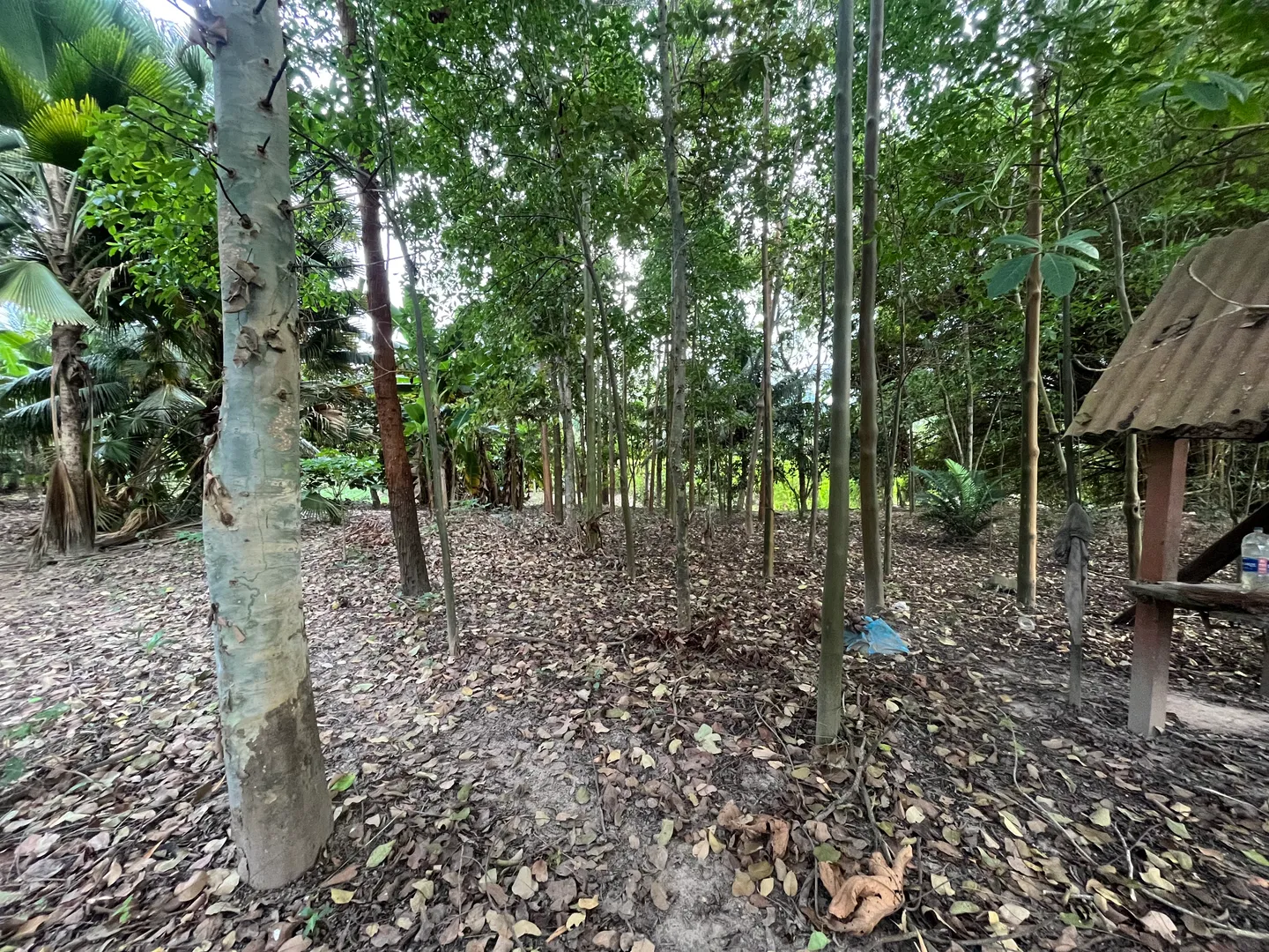 Isla productiva de 4 hectarias en medio del rio huallaga - Imagen 2