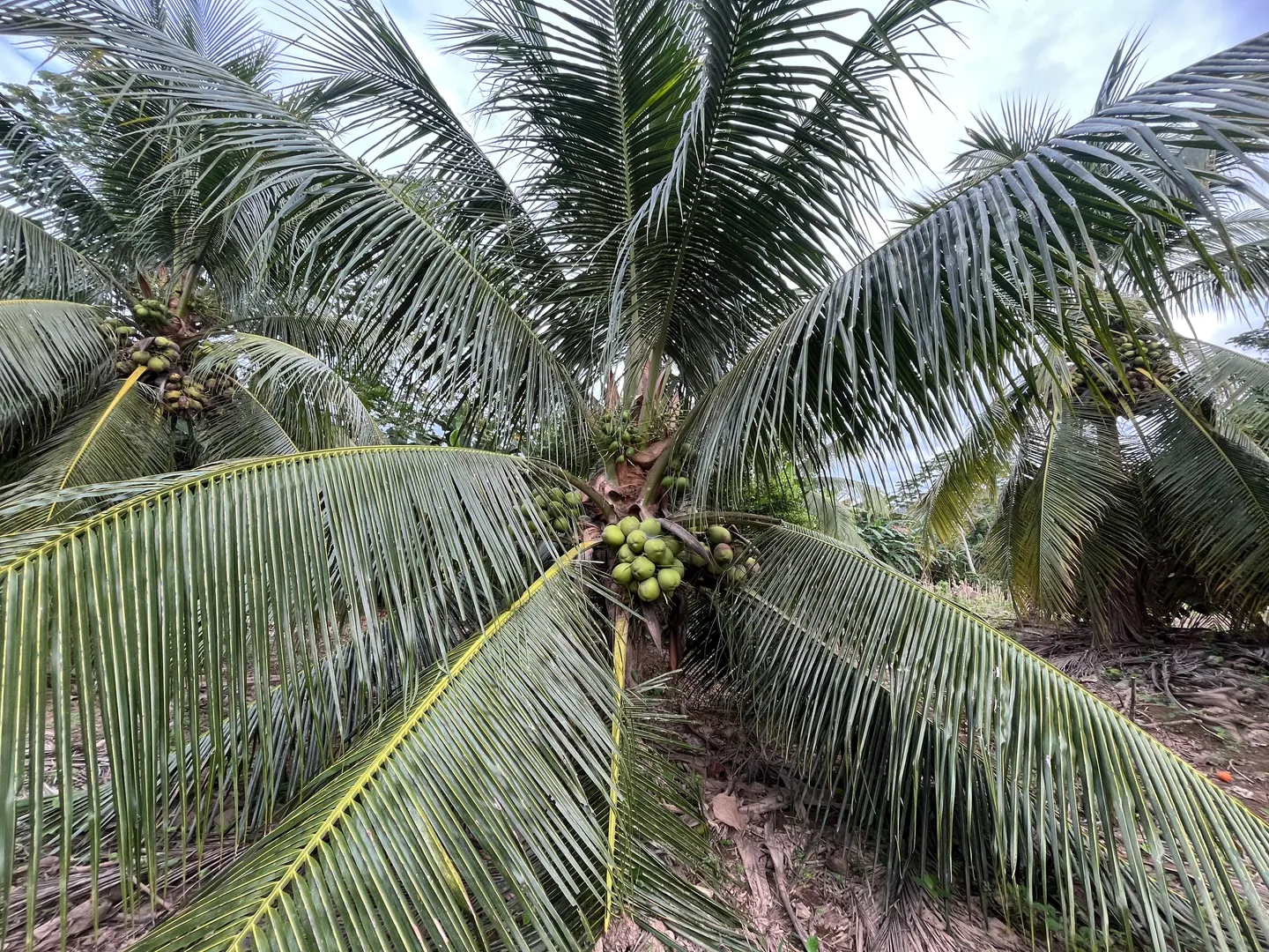Isla productiva de 4 hectarias en medio del rio huallaga - Imagen 4