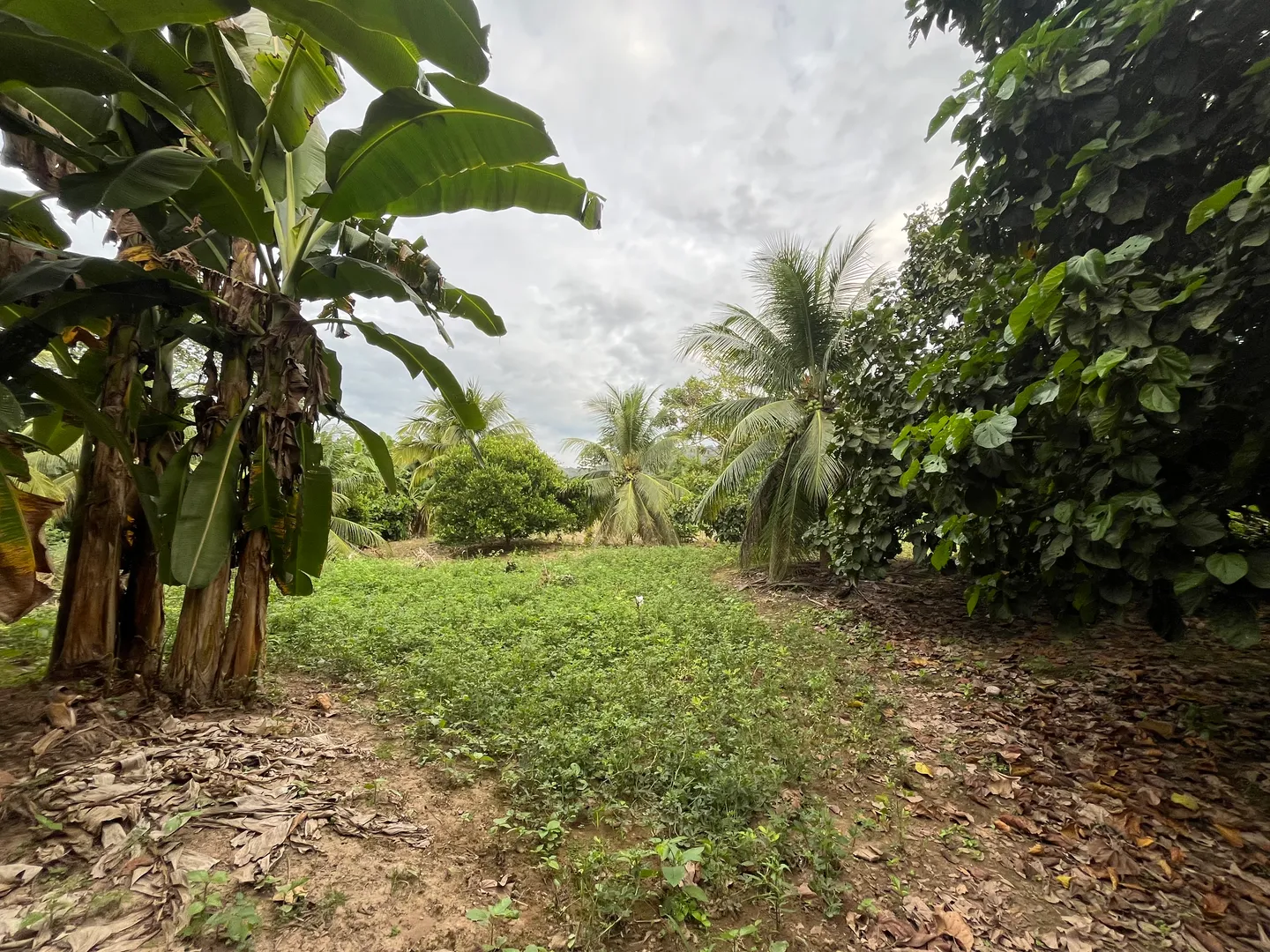 Isla productiva de 4 hectarias en medio del rio huallaga - Imagen 5
