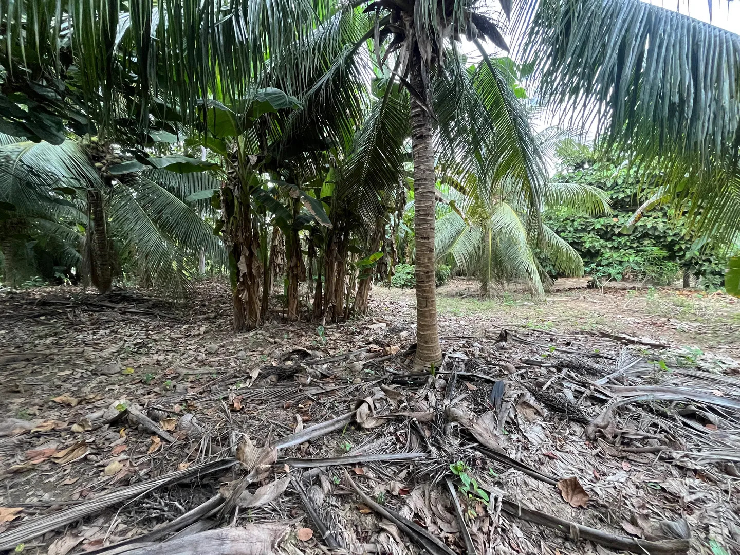 Isla productiva de 4 hectarias en medio del rio huallaga - Imagen 6