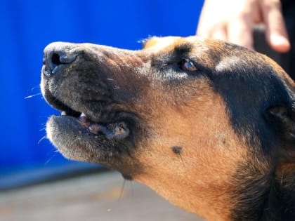 Волгоградцам назвали болезни, которыми собака может заразить человека