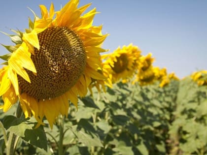 Волгоградский регион вошел в ТОП-5 регионов по экспорту подсолнечного масла