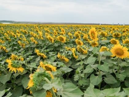 В Руднянском районе Волгоградской области нашли обломки летающего объекта