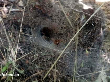 Жителей Волгоградской области предупредили об опасности пауков