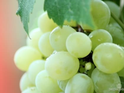 Аудит виноделен в Волгоградской области провели эксперты «Винного гида России»