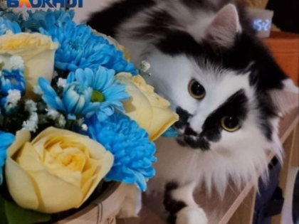 Готовьтесь лечить токсоплазмоз, если любите целоваться с кошками