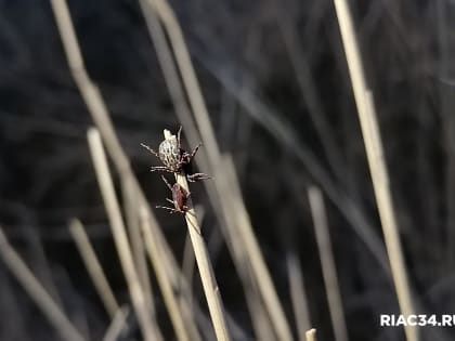 В Волгоградской области зафиксированы два случая укусов клещами