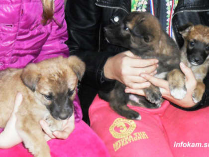 В России предложено закрепить термин «зоозащитник» и назначить меры поддержки