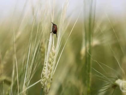 Волгоградский РПН нашел двух клещей, инфицированных опасной болезнью