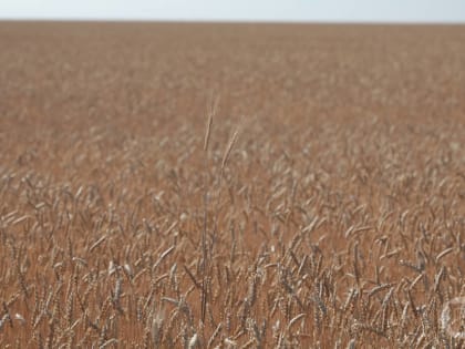 7179,9 тысяч тонн зерна собрали в Волгоградской области в 2022 году
