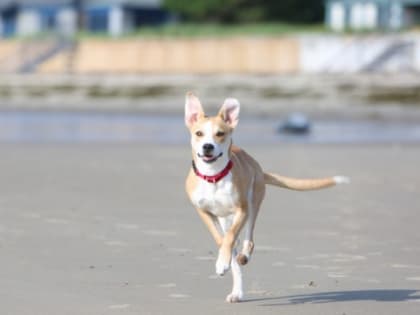 В Волгоградской области на регулирование числа бездомных собак направят 15 млн рублей