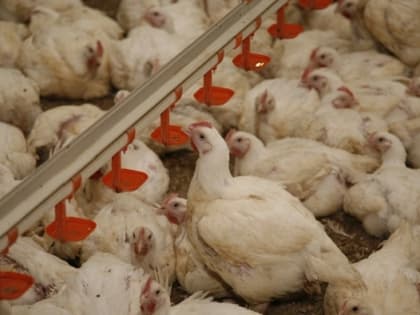 Капуста и куры подешевели в Волгоградской области