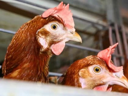 Производство яиц увеличилось в Волгоградской области на 2 процента за 2022 год