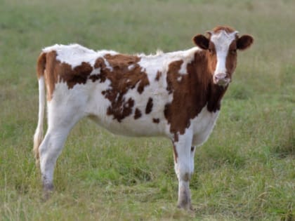 В Волгоградской области продолжат развивать сельхозпредприятия малых форм