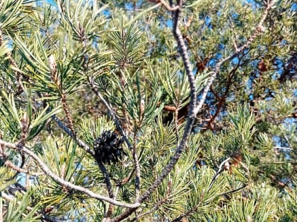 В Волгограде собрали 8 тонн шишки сосны