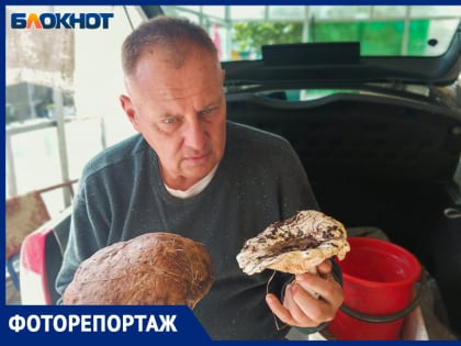 «Тихая охота» в окрестностях Волжского. Где найти грибы-гиганты
