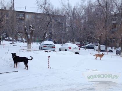 В Волжском дворняги почти тысячу раз нападали на жителей