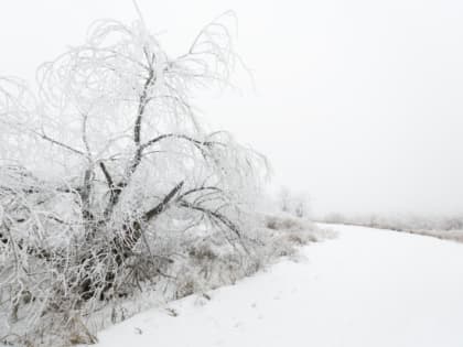 В Волгоградской области 23 февраля ожидаются сильный ветер и мороз до -21 °С