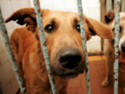 Аудиторы КСП Волгограда обсудили меры, принятые по итогам проверки использования бюджетных средств на осуществление деятельности по обращению с бездомными животными