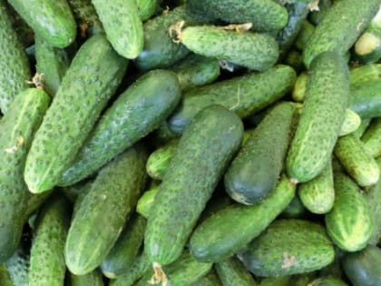 В Волгоградской области вырастили свыше 1 млн тонн овощей