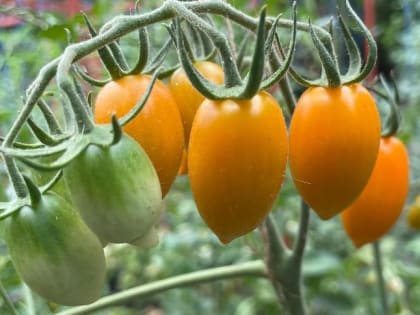 Совка сгрызла перцы, фитофтора «сожгла» помидоры, паутинный клещ доел огурцы