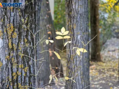 Пасмурно и без осадков: погода на субботу