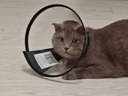 Проглотившего игрушку кота спасли в последний момент: из-за ошибки врачей волжанка едва не лишилась питомца