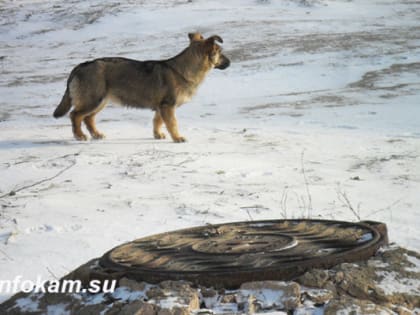 Волгоградская область обратится в Годсуму по проблеме бездомных собак