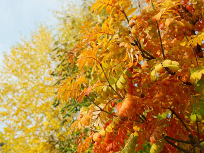 Погода в Волгограде: переменная облачность и дожди в ближайшие дни