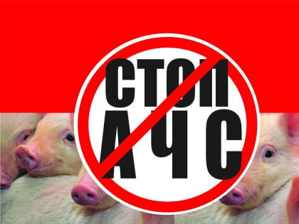 Меры по профилактике африканской чумы свиней