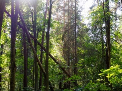 В Волгоградской области расходы на охрану лесов увеличат на 134,3 млн рублей