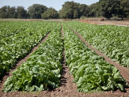 Аграриям Волгоградской области возместят затраты на приобретение элитных семян и уплату страховой премии