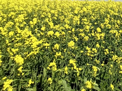 Волгоградская область произвела 96% горчичного масла России