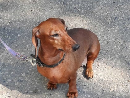 В Волгограде создали банк доноров крови домашних животных