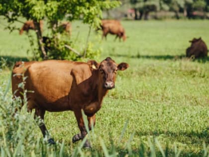 В Волгоградской области вырастет количество получателей грантов и субсидий в АПК