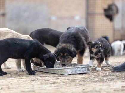 Волгоградцев предлагают наказывать за нарушение требований к содержанию животных