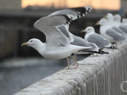 Волгоградская область готовится к половодью