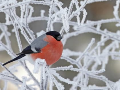 22 февраля в Волгограде снова будет снежно