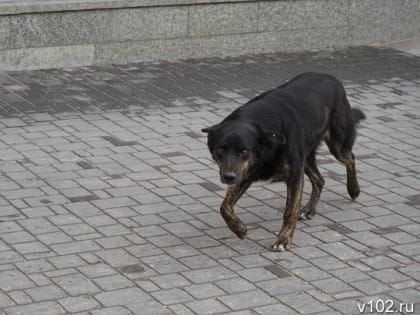 На 10-летнего школьника в Волжском набросилась собака