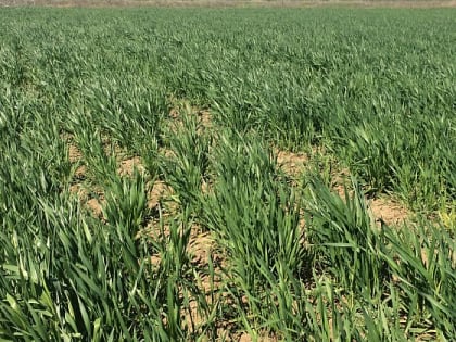 В Волгоградской области проверяют состояние озимки