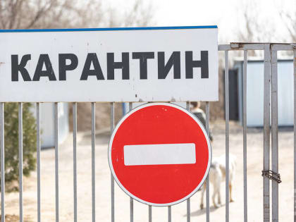 Очаг африканской чумы свиней ликвидируют в Волгоградской области