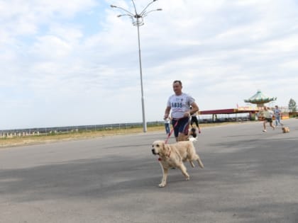 Волгоградцам объяснили, чему нужно научить городскую собаку