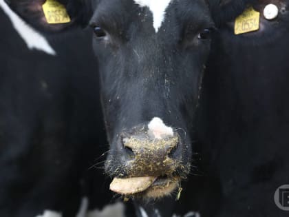 В Волгоградской области продолжают развивать сельхозпредприятия малых форм