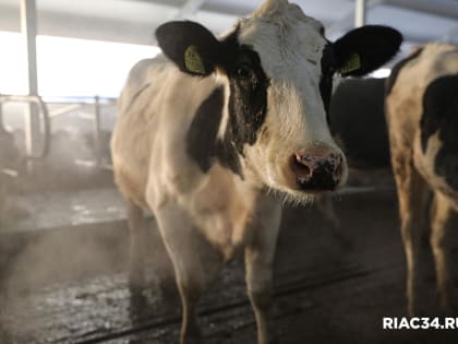 В Волгоградской области растет производство скота и птицы на убой